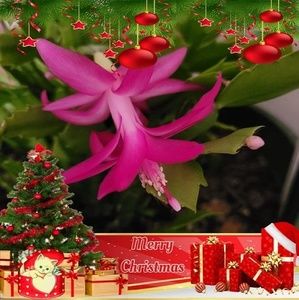 Meet your Posher, Kathie